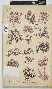 Rhodophyllis reptans image