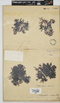 Rhodophyllis reptans image