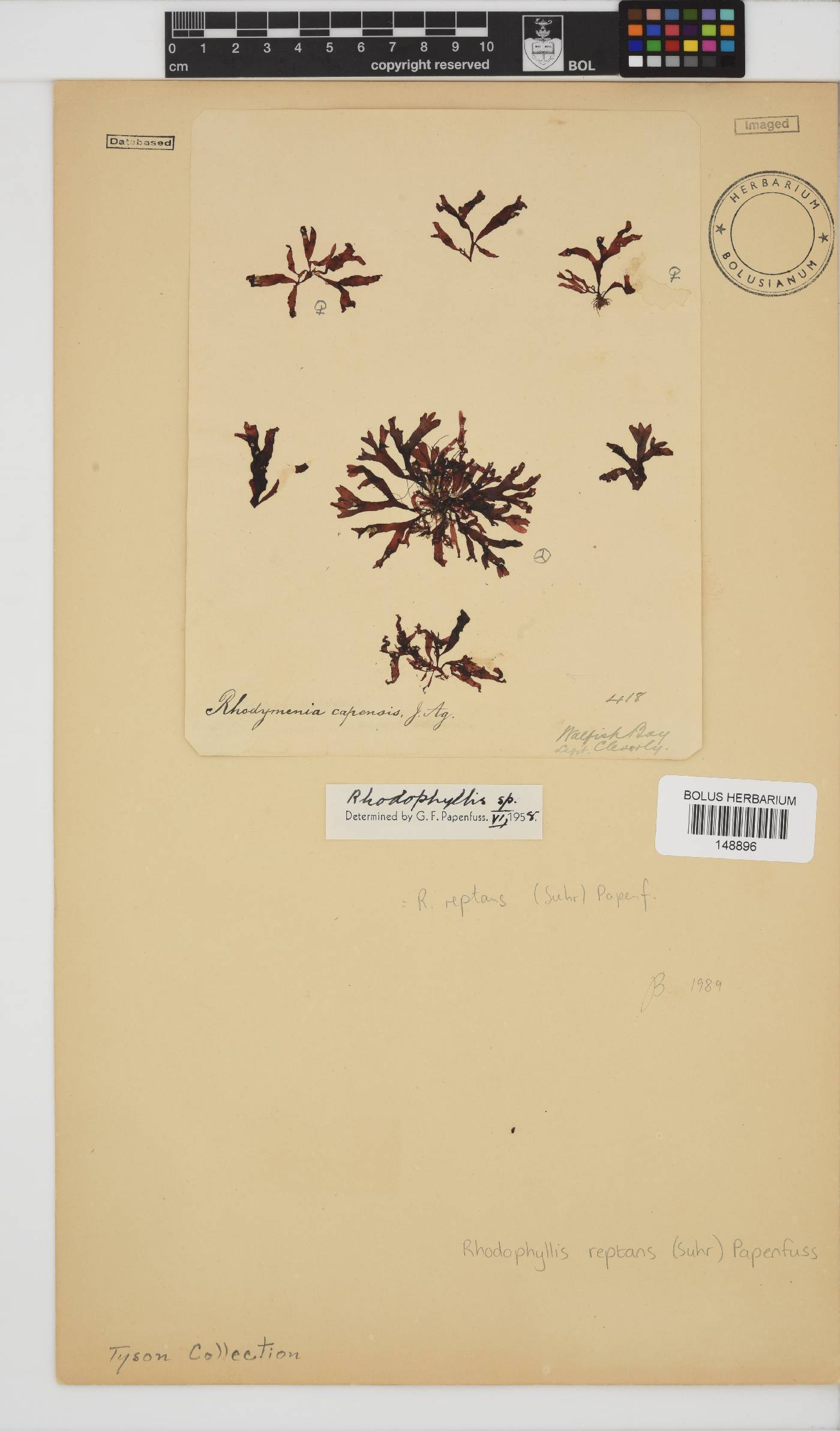 Rhodophyllis image