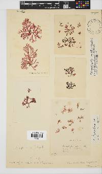 Rhodophyllis reptans image