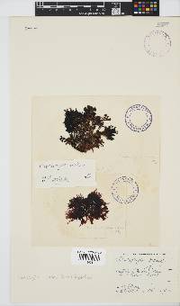 Rhodophyllis reptans image