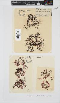 Rhodophyllis reptans image