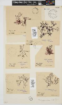 Rhodophyllis reptans image