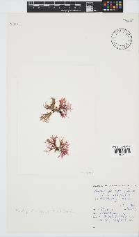Rhodophyllis reptans image