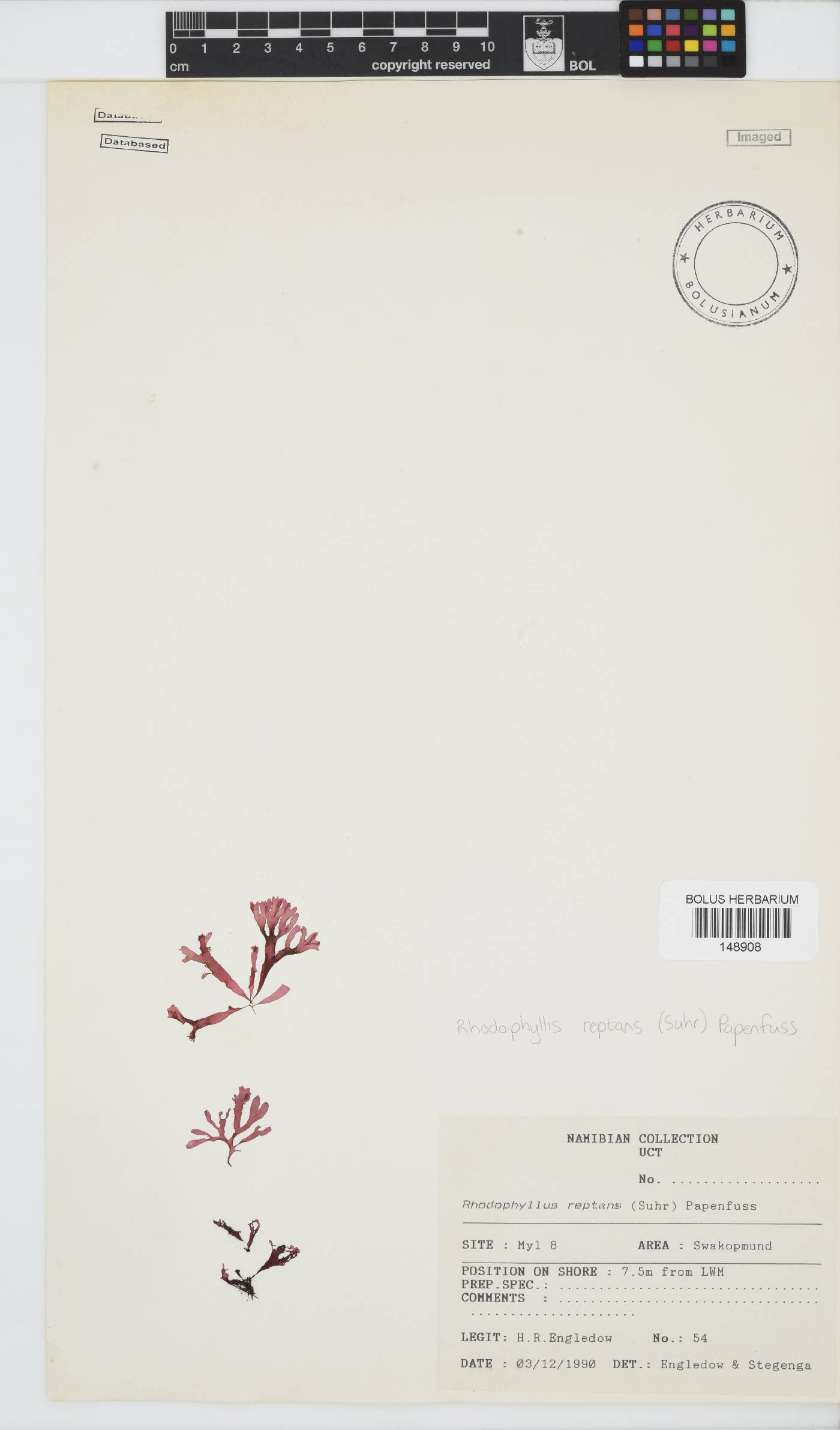 Rhodophyllis reptans image