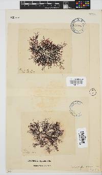 Rhodophyllis reptans image