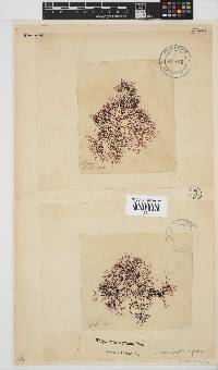 Rhodophyllis reptans image