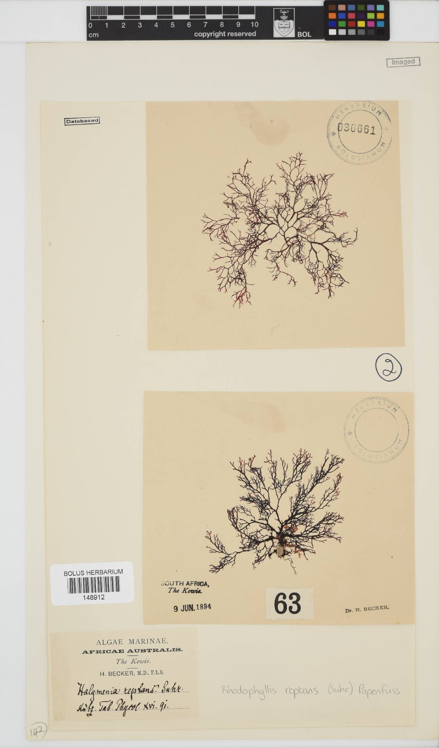Rhodophyllis reptans image