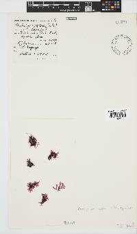 Rhodophyllis reptans image