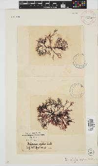 Rhodophyllis reptans image