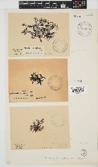 Rhodophyllis reptans image