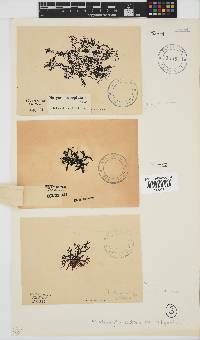 Rhodophyllis reptans image