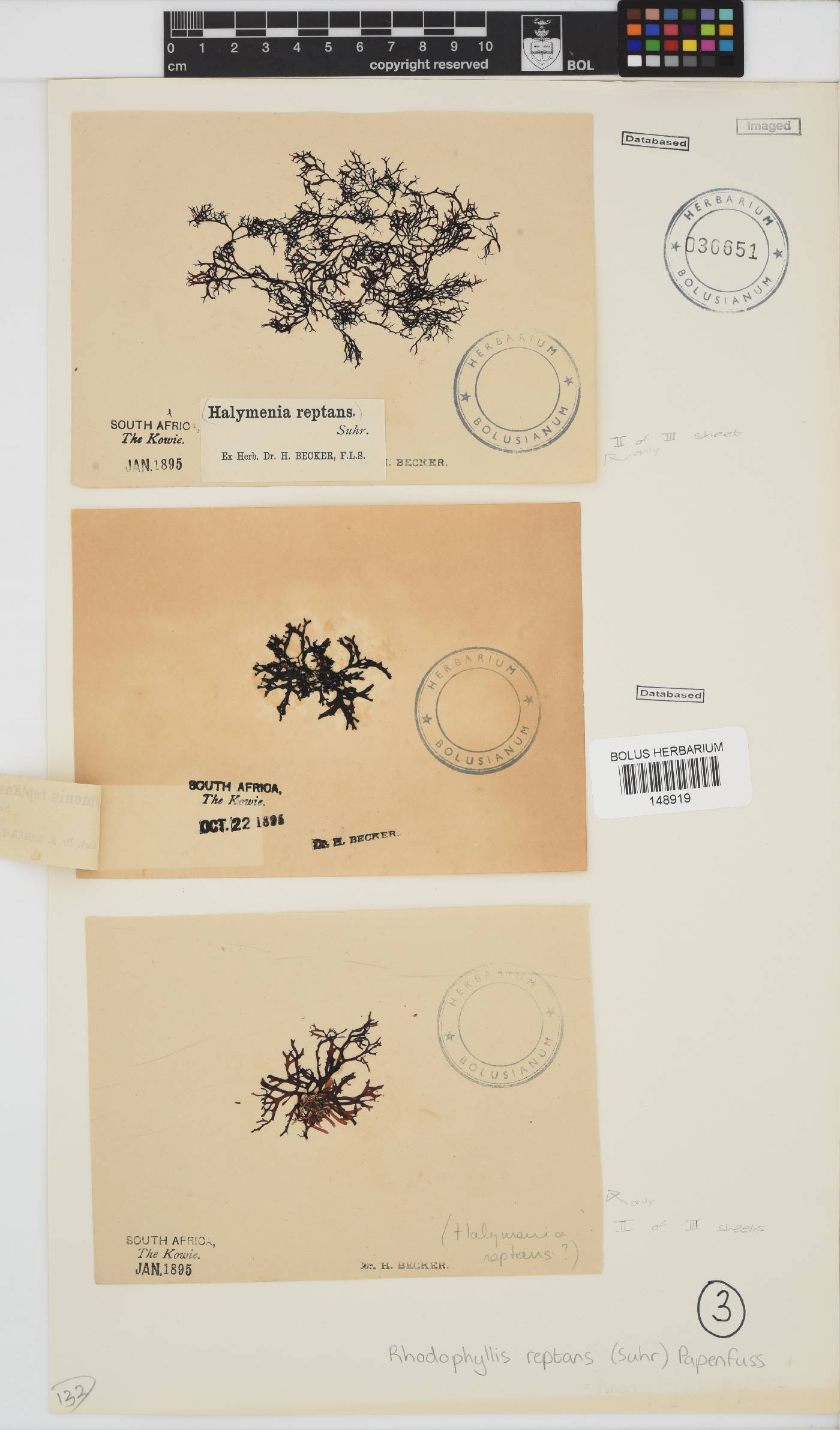 Rhodophyllis reptans image