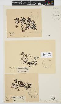Rhodophyllis reptans image