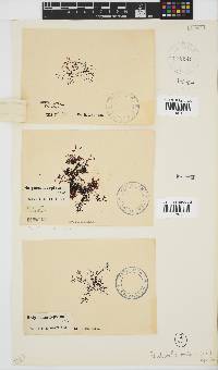 Rhodophyllis reptans image