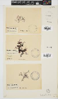 Rhodophyllis reptans image