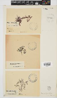 Rhodophyllis reptans image