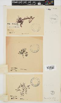 Rhodophyllis reptans image