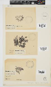 Rhodophyllis reptans image