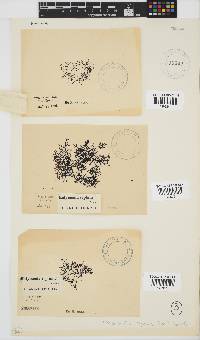 Rhodophyllis reptans image