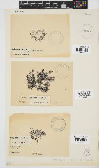 Rhodophyllis reptans image