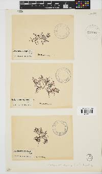 Rhodophyllis reptans image