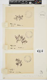 Rhodophyllis reptans image