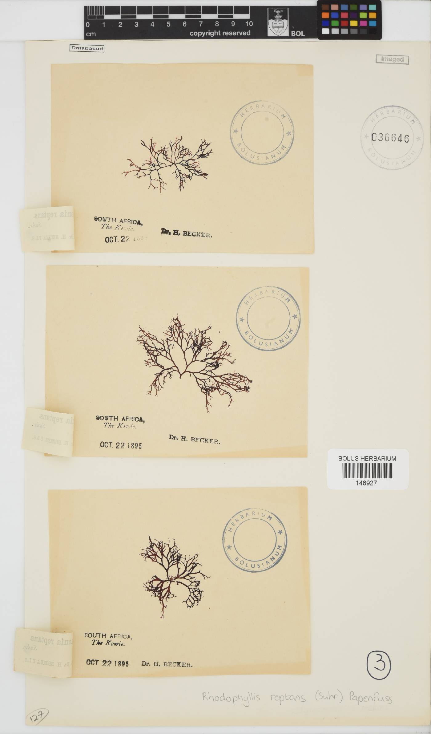 Rhodophyllis image