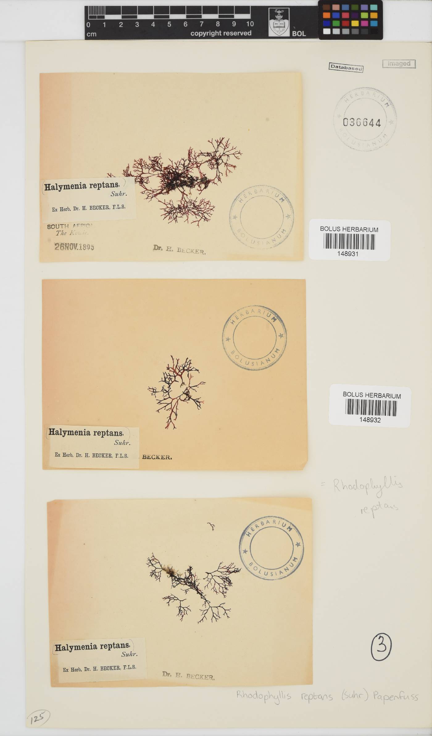 Rhodophyllis reptans image