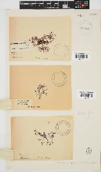 Rhodophyllis reptans image