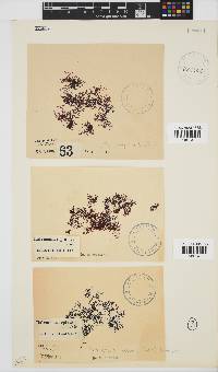 Rhodophyllis reptans image