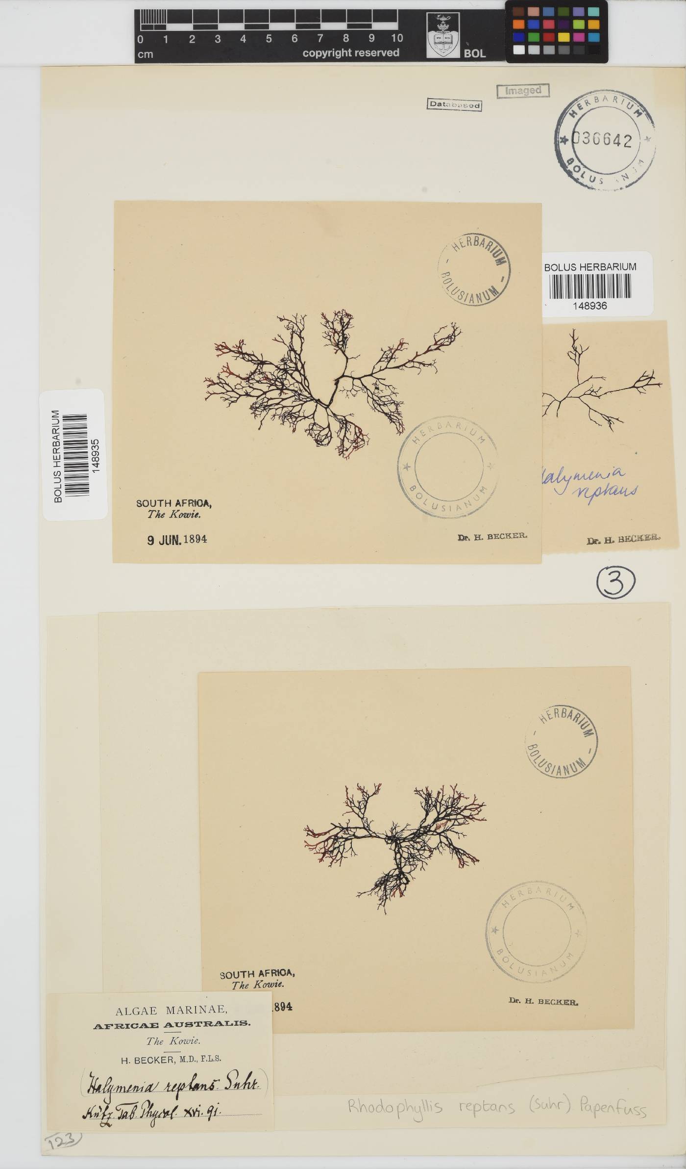 Rhodophyllis reptans image