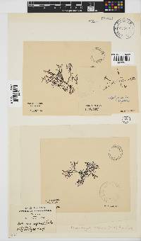 Rhodophyllis reptans image