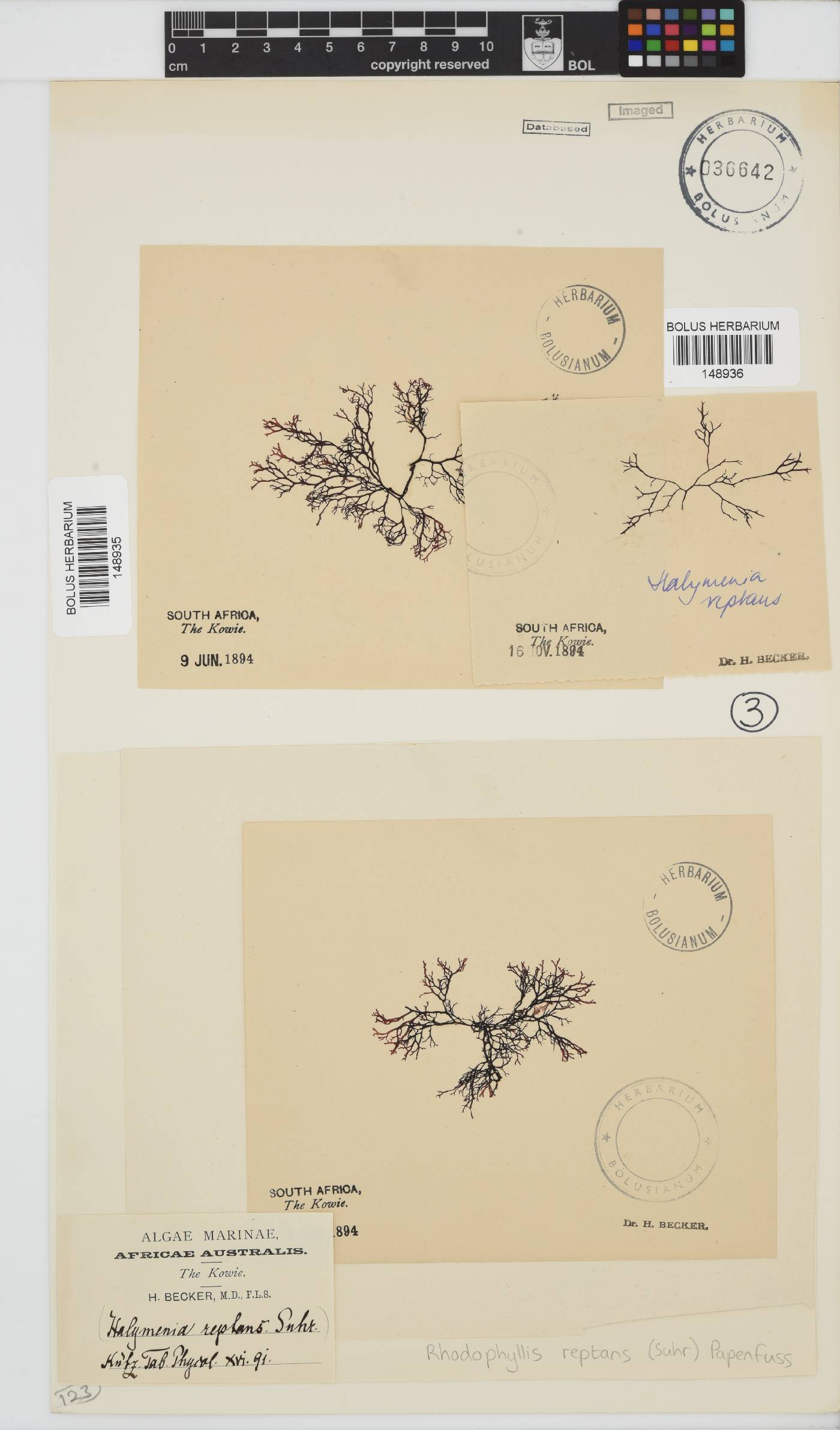 Rhodophyllis reptans image