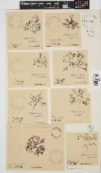 Rhodophyllis reptans image