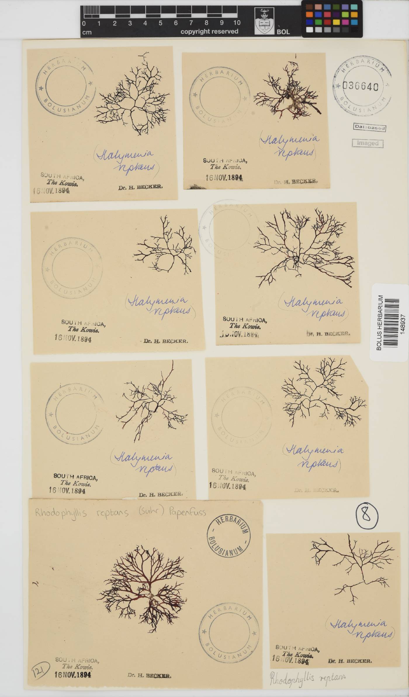 Rhodophyllis reptans image