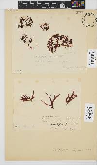 Rhodophyllis reptans image