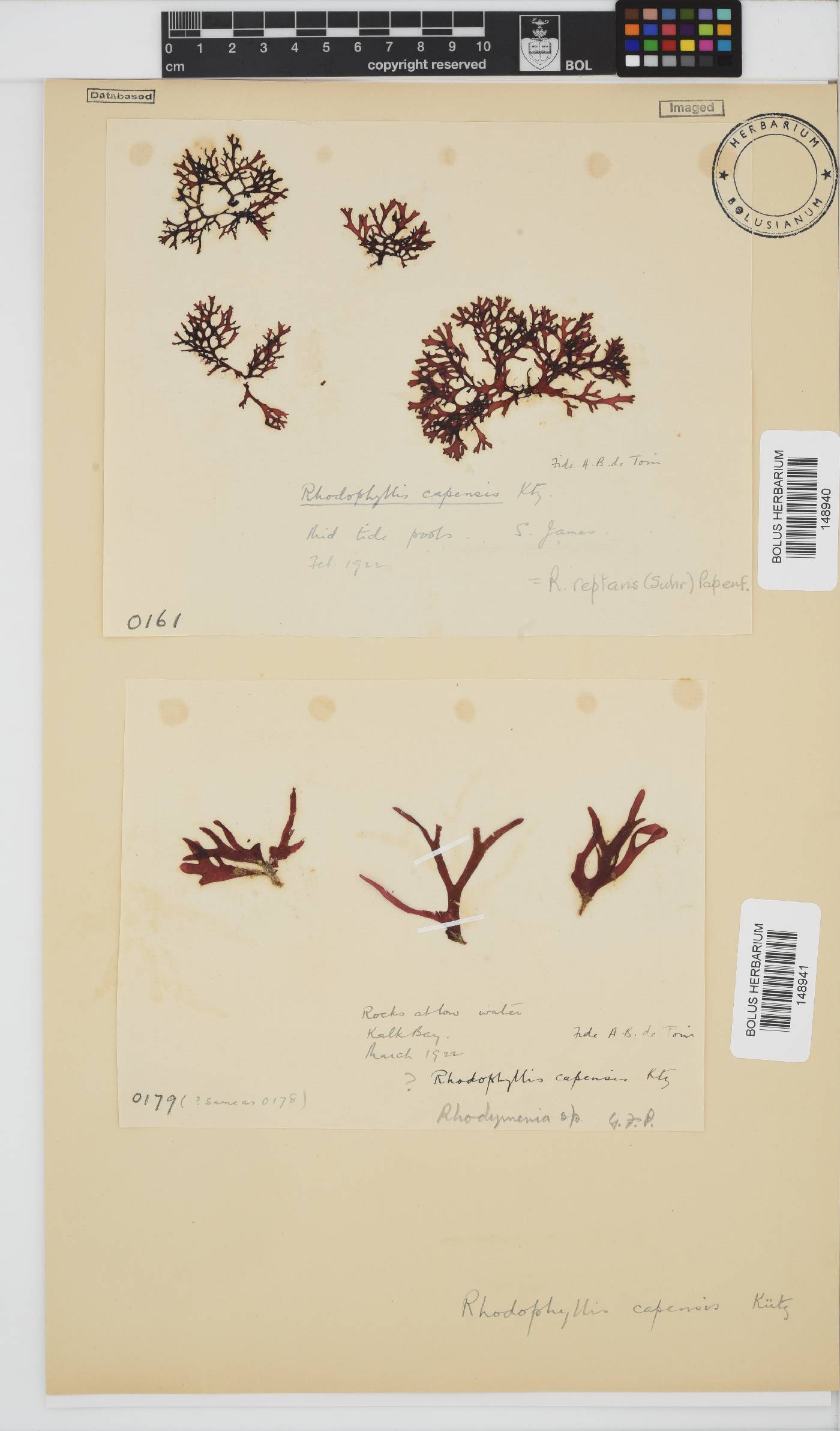 Rhodophyllis reptans image
