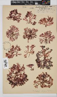 Rhodophyllis reptans image