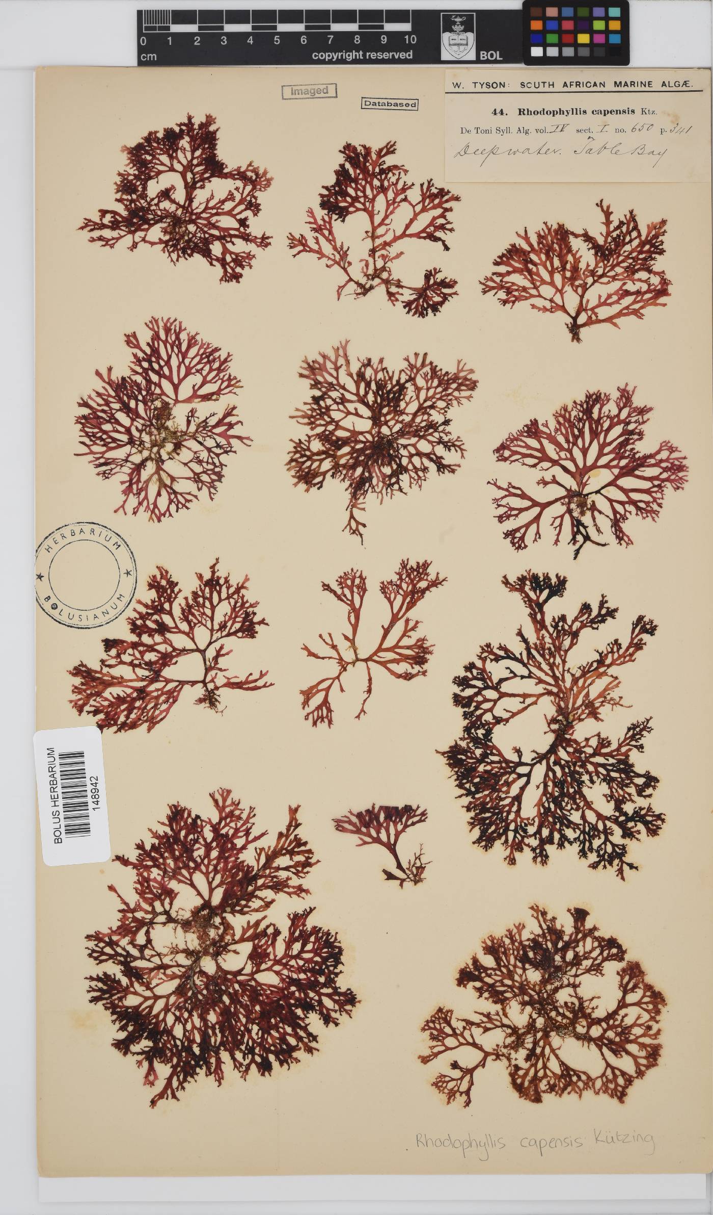 Rhodophyllis image