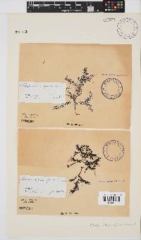 Rhodomelopsis africana image