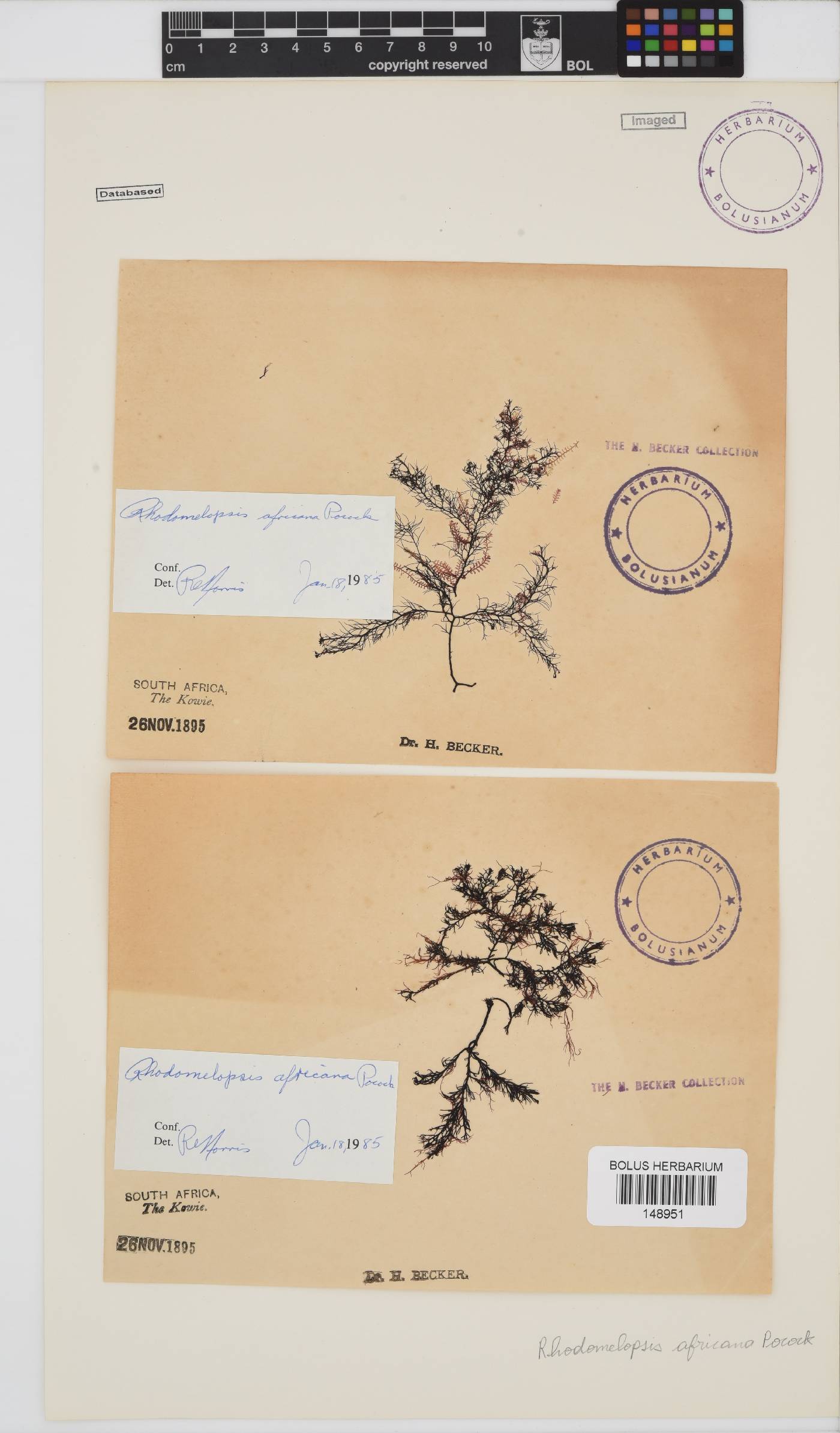 Rhodomelopsis africana image