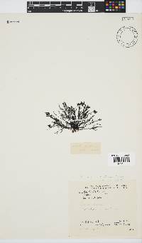 Rhodomelopsis africana image