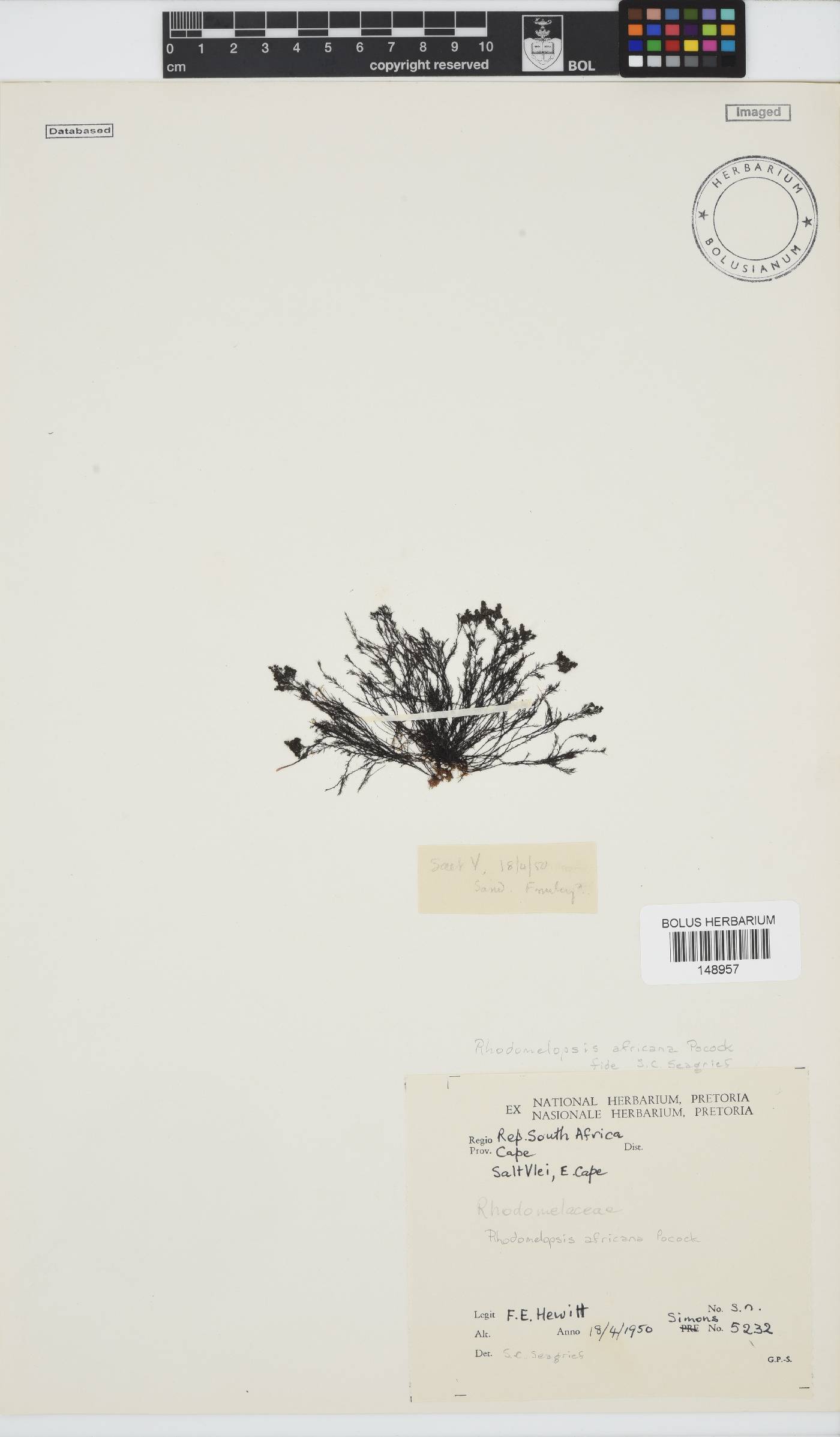 Rhodomelopsis africana image