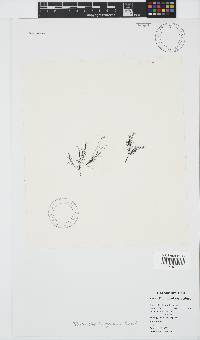 Rhodomelopsis africana image