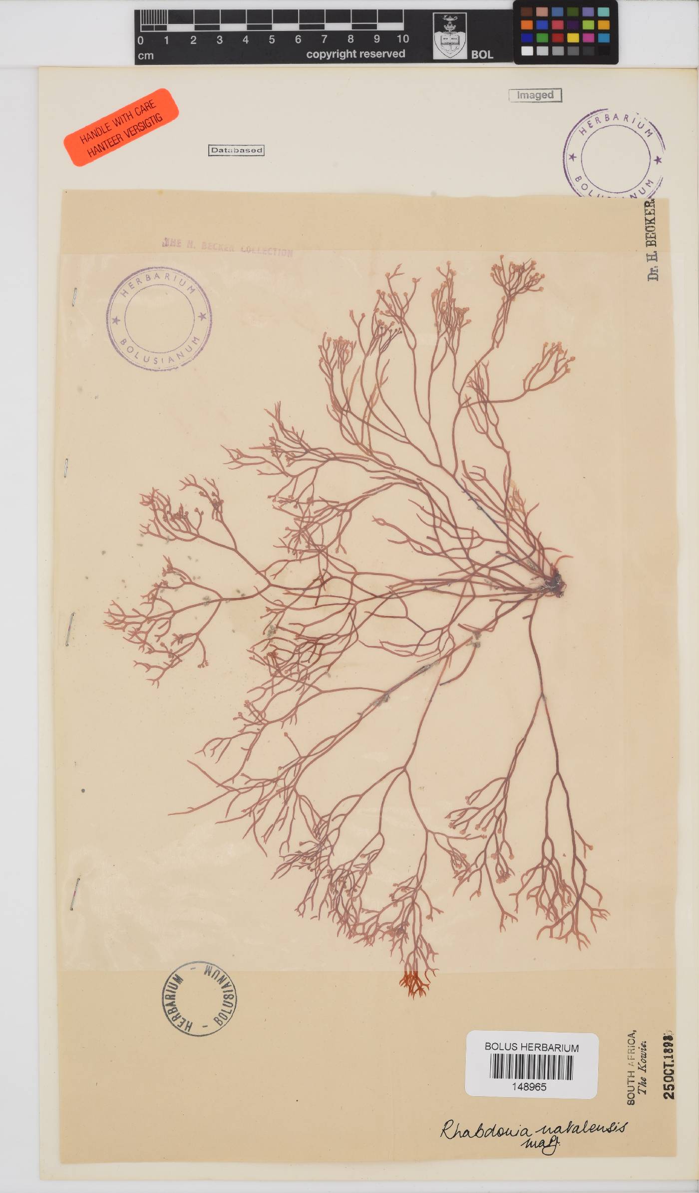 Areschougiaceae image