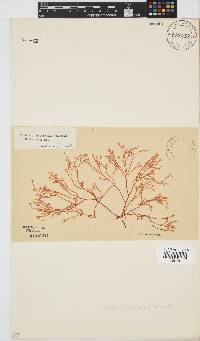 Rhabdonia natalensis image