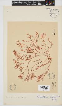 Rhabdonia natalensis image