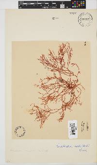 Rhabdonia natalensis image