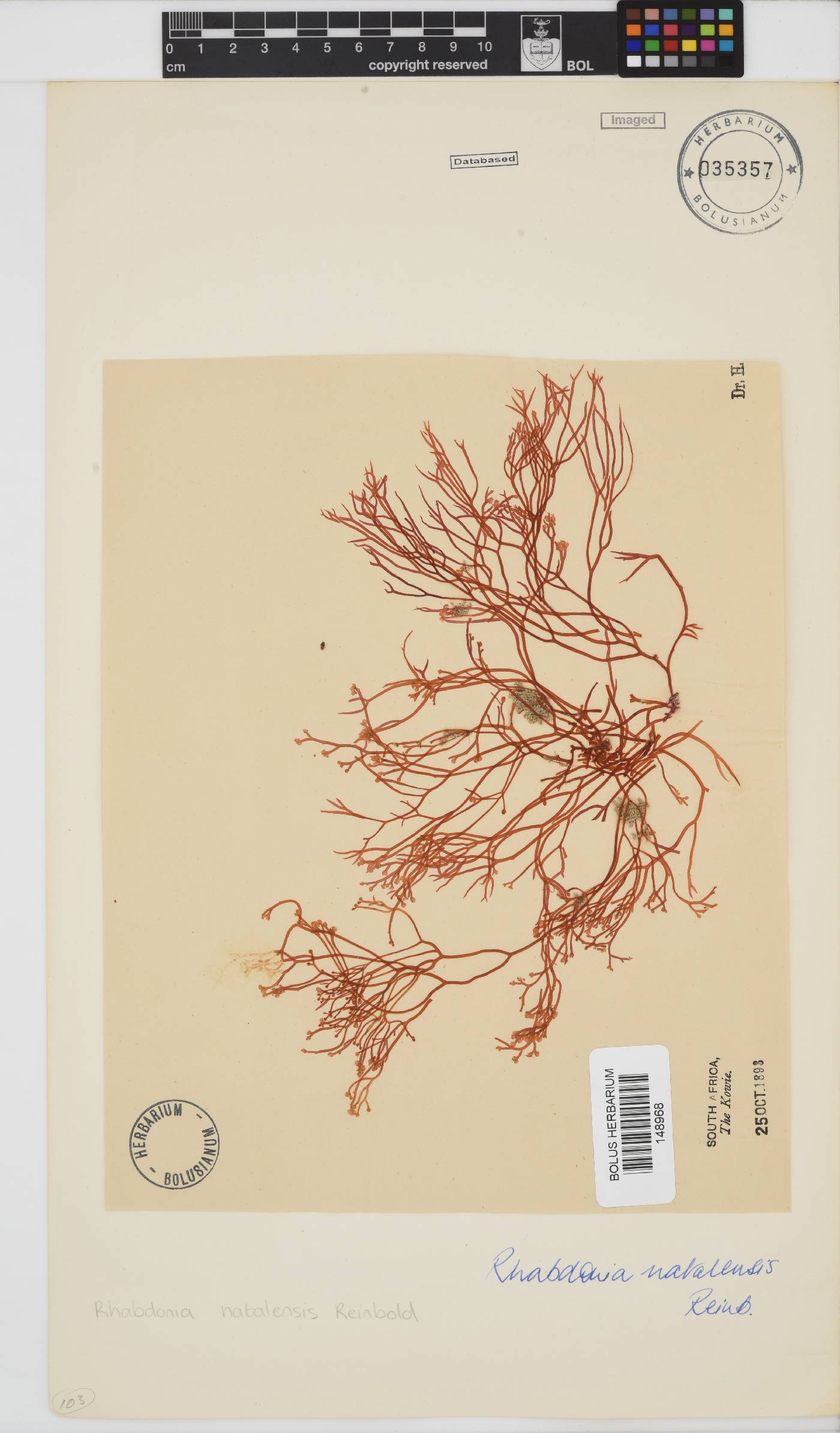 Rhabdonia natalensis image
